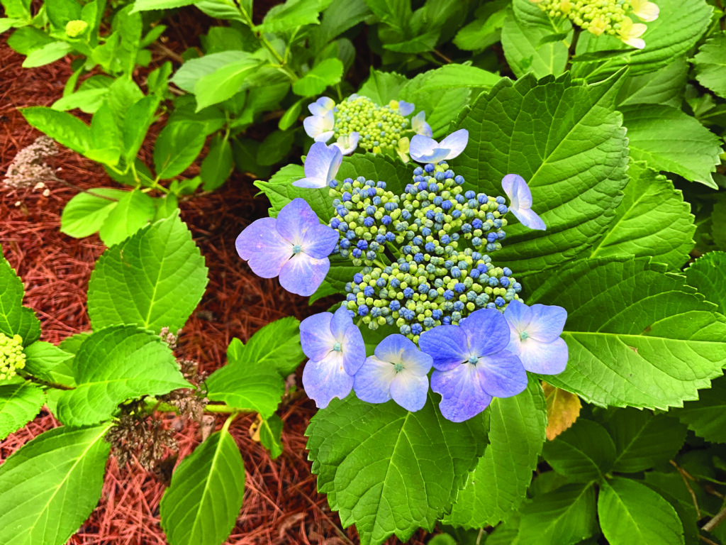 flower moughon lace cap hydrangea