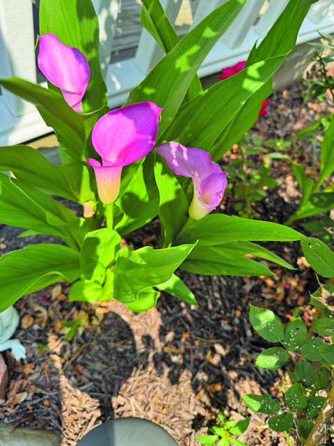 flower oldfield
