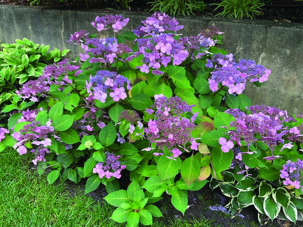 flower sorensen (4)