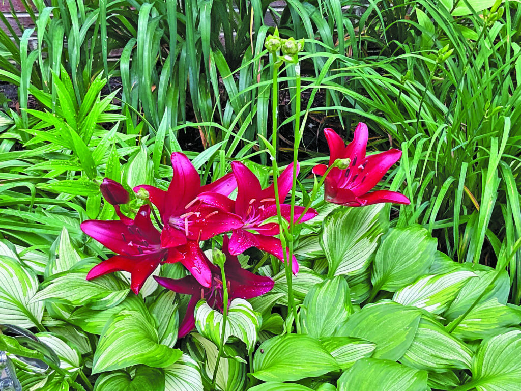 flower sorensen (5)