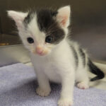 pet page GMHS