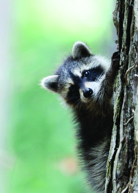 raccoon nottingham