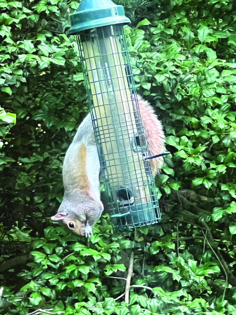 squirrel borja