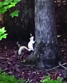 white squirrel hedrick