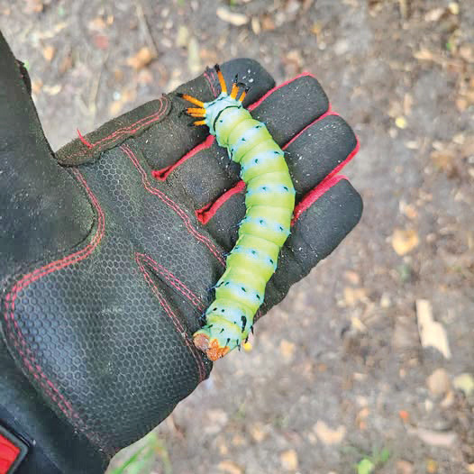 Hickory horned devil 2- photo by Jim Camp