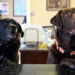 dogs with jobs 1 parker and izzy