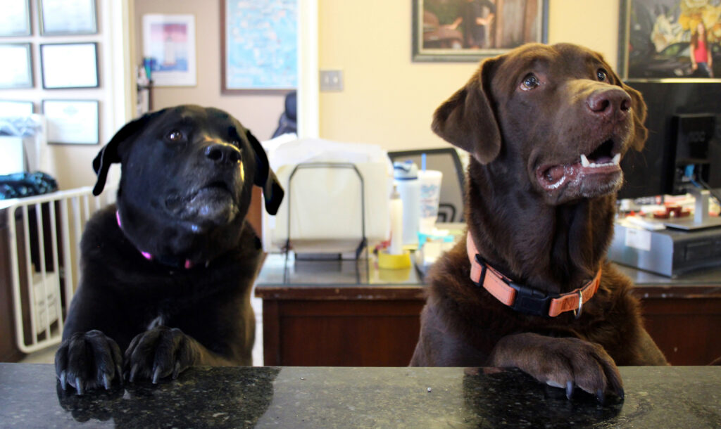 dogs with jobs 1 parker and izzy