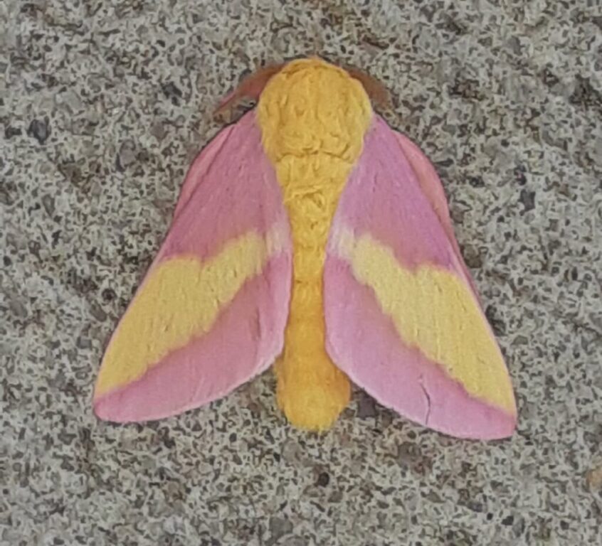 events gloucester moth