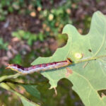 other news caterpillars
