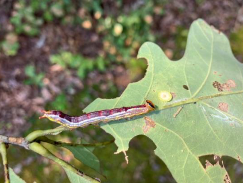 other news caterpillars
