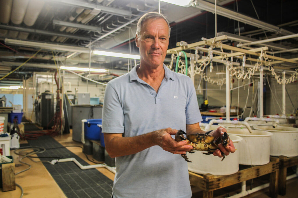 point vims stone crabs 1