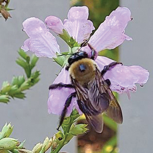 rgb community carpenter bee