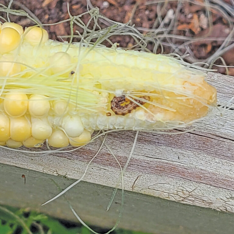 Corn earworm- Jim Camp photo
