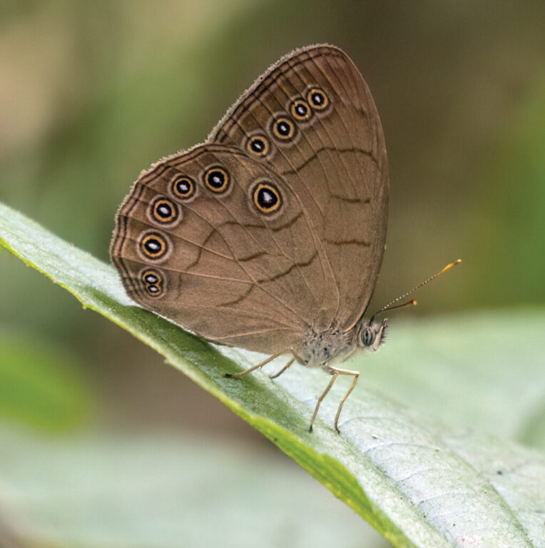 community butterfly