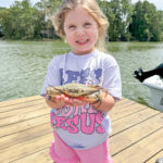 community kemp crab