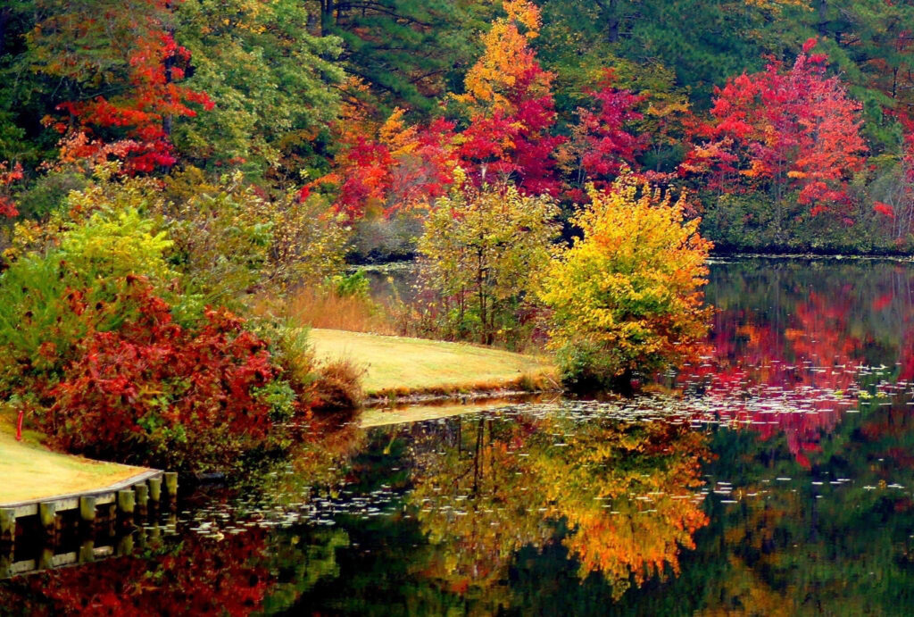 Fall Colors