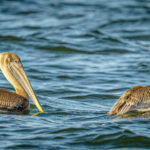 pelicans andom photos waldrop (3)