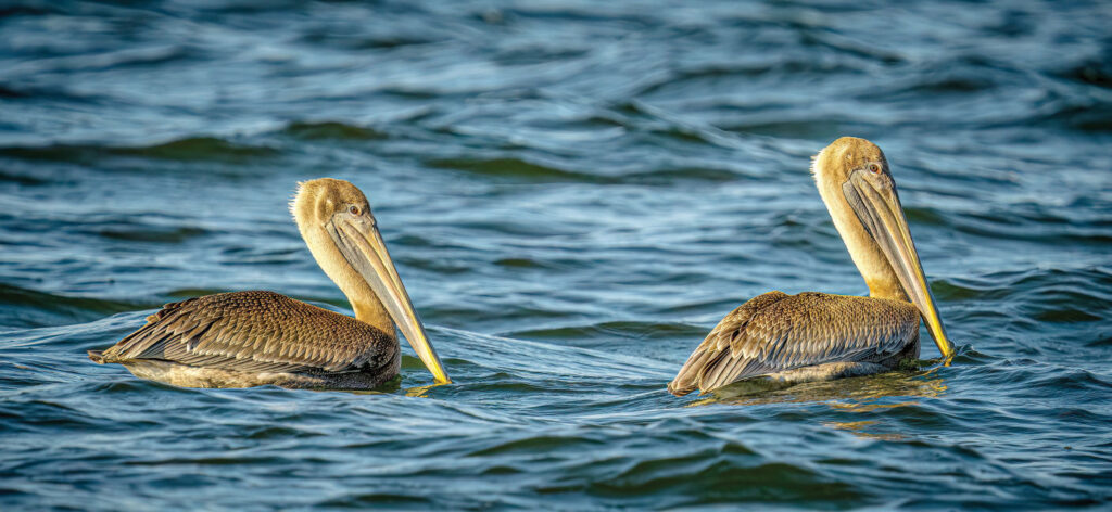 pelicans andom photos waldrop (3)