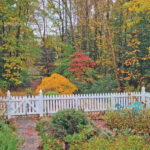 Japanese maple and American dogwood rgb