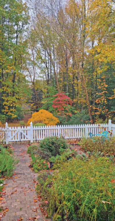 Japanese maple and American dogwood rgb