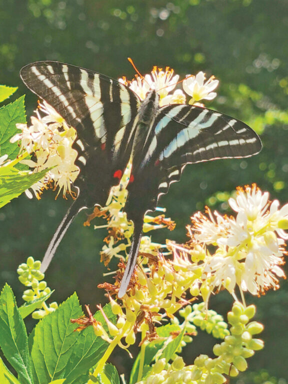 Zebra swallowtail on Clethra rgb