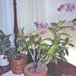 community burriss orchid049 rgb