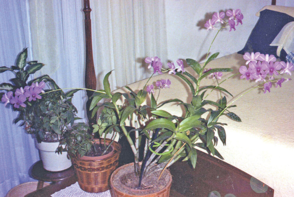 community burriss orchid049 rgb