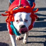 holiday community pet parade 1