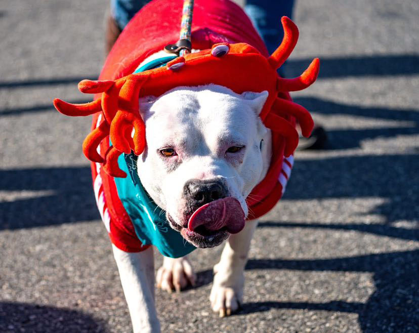 holiday community pet parade 1