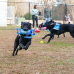 mathews canine companions 3