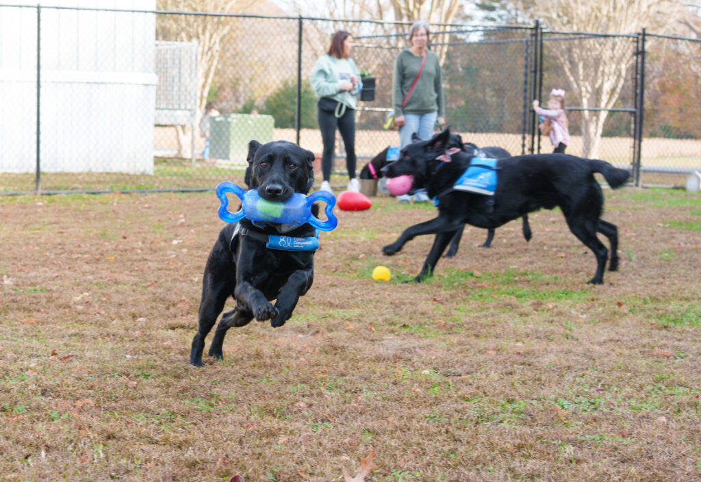 mathews canine companions 3