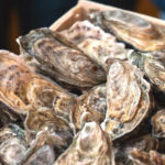 other news oysters