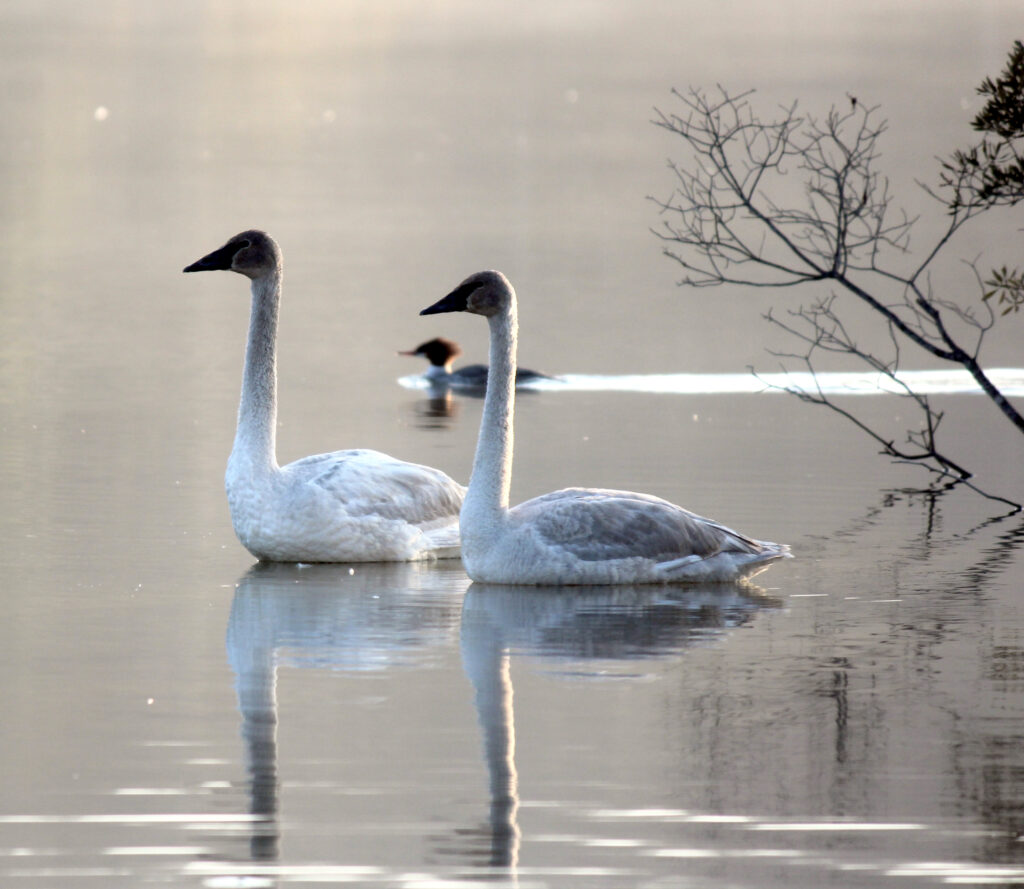 PHOTO BY SUSAN WALTON
The bird-counting group at Beaverdam Park saw two “rare” species on the lake. Shown here are two immature Trumpeter Swans and a female Common Merganser.