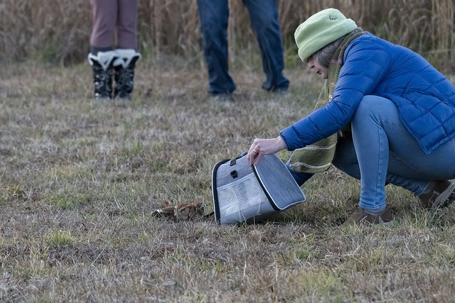 3 screech owl jan release