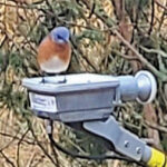 Eastern bluebird by Jim Camp rgb