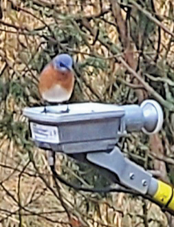 Eastern bluebird by Jim Camp rgb