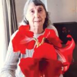 arts great amaryllis race 0