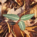 rgb Pipsissewa (C. maculata)