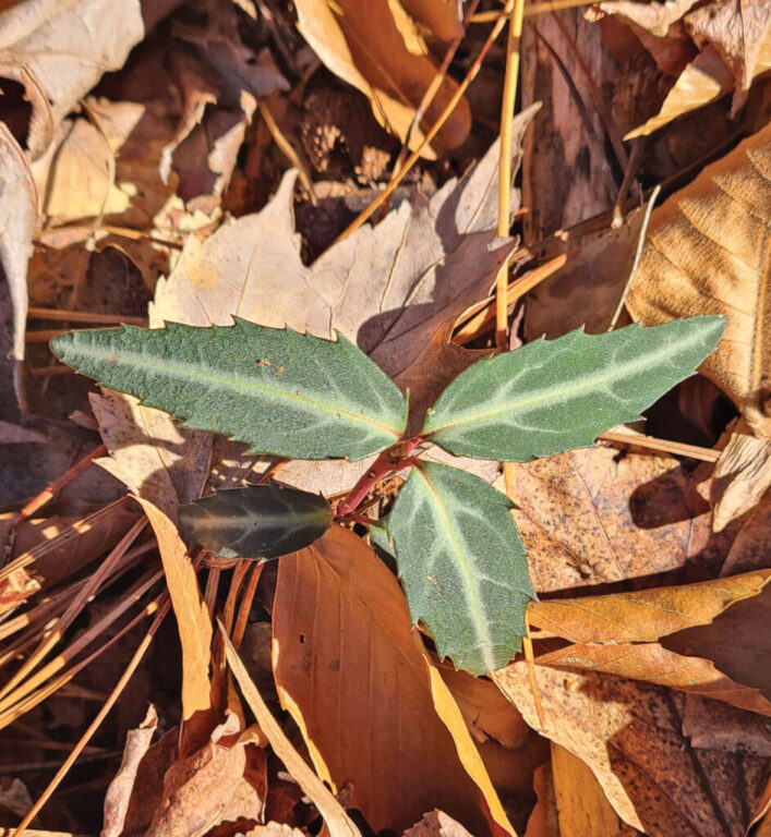 rgb Pipsissewa (C. maculata)