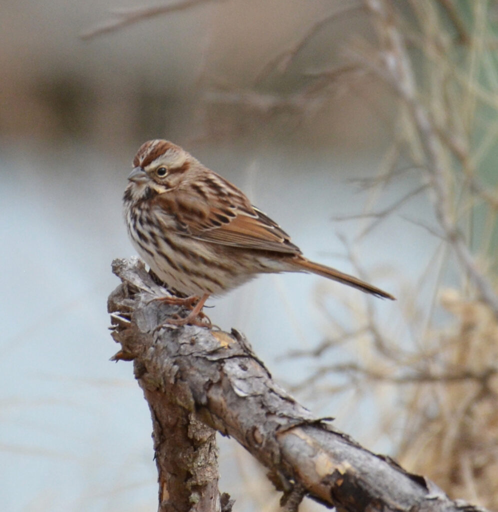1a mathews bird count song sparrow