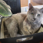 business pets auto max 1