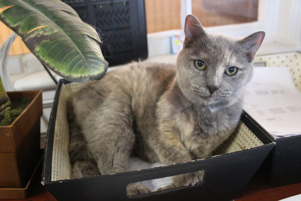 business pets auto max 1