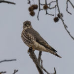 community mp bird count