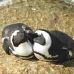 rgb point vims programs