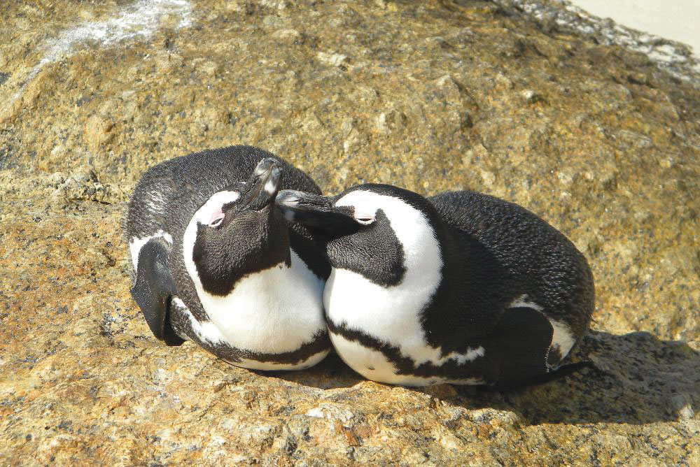 rgb point vims programs