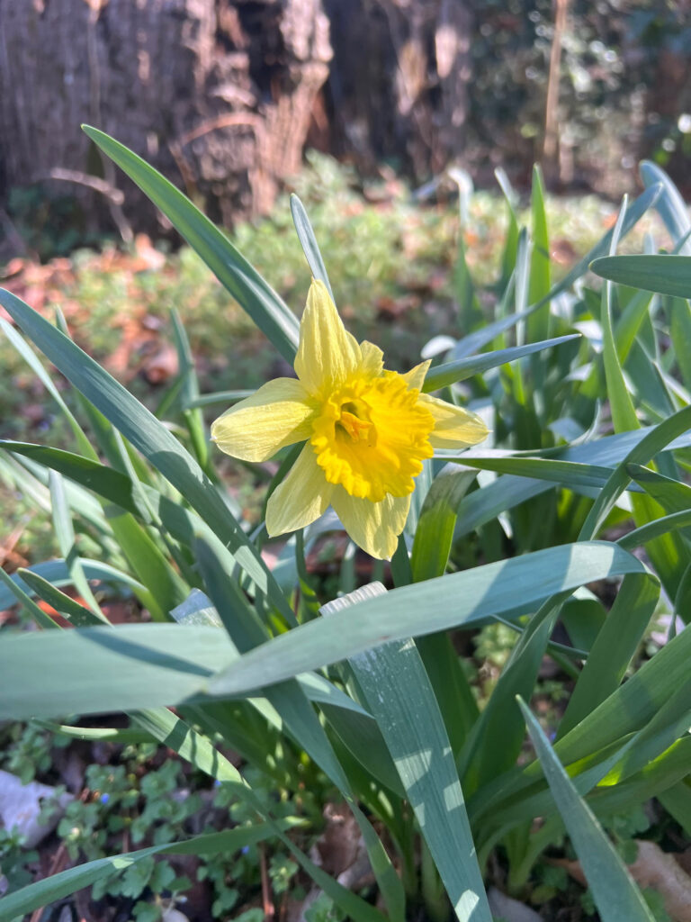 flower borja