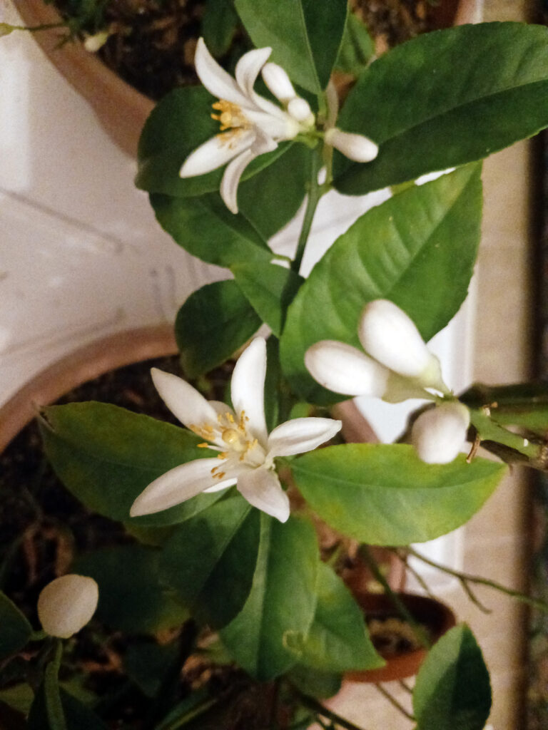 flower frantz