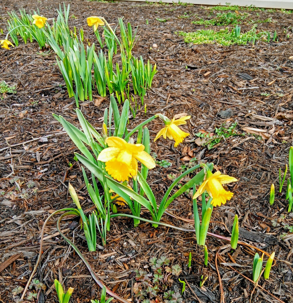 flower rawls