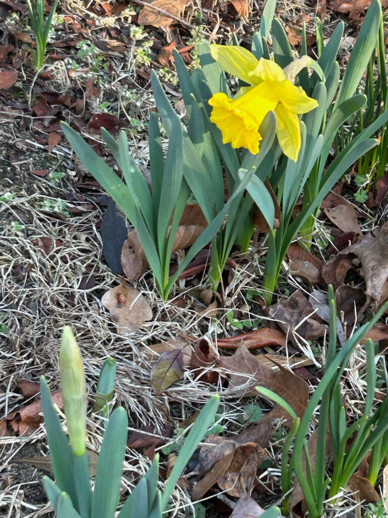 flower rowe