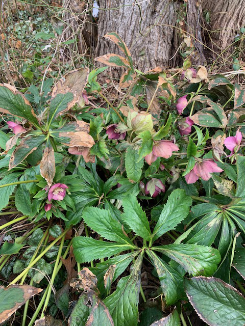 flower witherspoon